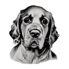 cocker