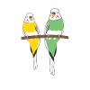 Budgerigar Oiseaux Budgerigars