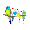 Perruche de Budgerigar