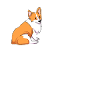 Welsh Corgi