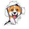 Welsh Corgi