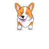 Welsh Corgi
