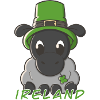 Irish sheep