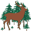Hirsch im Tannenwald
