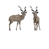 Botswana - Antilope Kudu