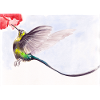 Hummingbird