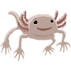 Axolotl 1