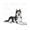 Alaskan Malamute Dog
