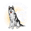 Alaskan Malamute Dog