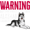 Alaskan Malamute Dog