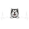 Alaskan Malamute Dog