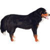 Bernese Mountain Dog