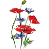 Coquelicots et bleuets en été