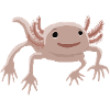 Axolotl