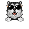 Alaskan Malamute Dog