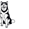 Alaskan Malamute Dog