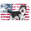 Alaskan Malamute Dog