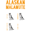 Alaskan Malamute Dog