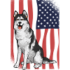 Alaskan Malamute Dog