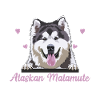 Alaskan Malamute Dog