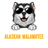 Alaskan Malamute Dog