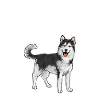 Alaskan Malamute Dog