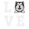 Alaskan Malamute Dog