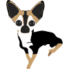 Missy the Chihuahua