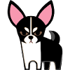 Brutus the angry chiwawa