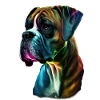 Boxer Hund bunt