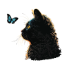 Chat et papillon bleu