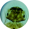 Mosquito Larva