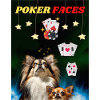 Chihuahua - Poker Faces!