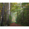 Photo d’une forêt d’automne
