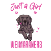 Weimaraner