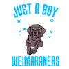Weimaraner