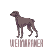 Weimaraner