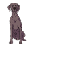 Weimaraner
