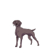 Weimaraner
