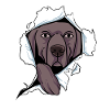 Weimaraner
