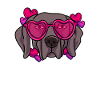 Weimaraner