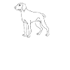Weimaraner