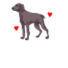 Weimaraner