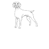 Weimaraner