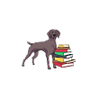 Weimaraner
