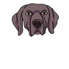 Weimaraner