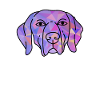 Weimaraner
