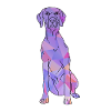 Weimaraner