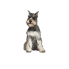 Zwergschnauzer