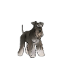 Miniature Schnauzer